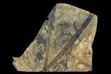 Fossil Plant (Annularia, Cordaites) Plate - Kinney Quarry, NM #80480-1